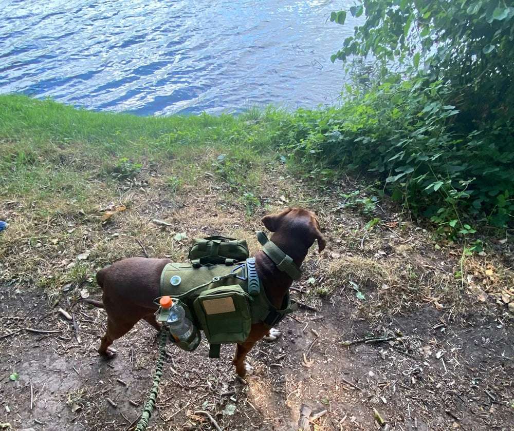 Camouflage Tactical Dog Harness with Leash Set