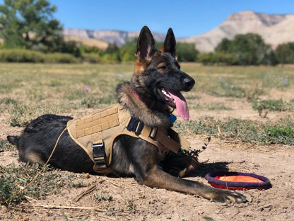 Camouflage Tactical Dog Harness with Leash Set